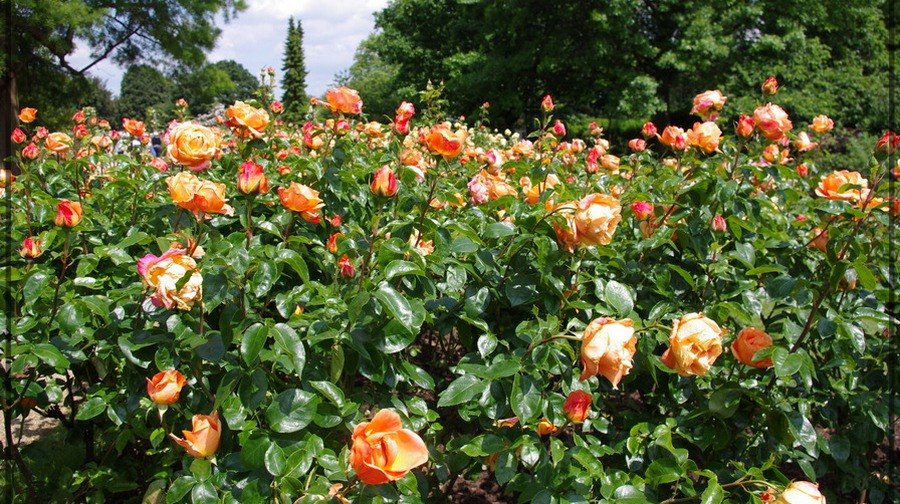 Cherry Brandy róże wielkokwiatowe